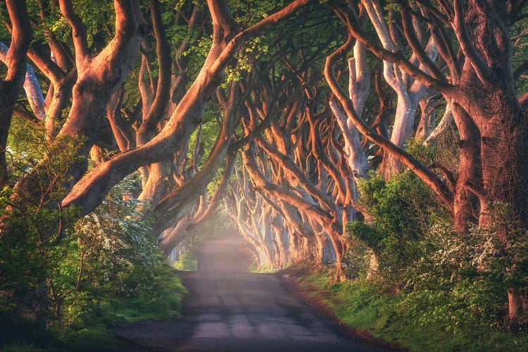 Golden Morning At The Dark Hedges In Northern Ireland