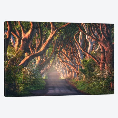 Golden Morning At The Dark Hedges In Northern Ireland Canvas Print #DGG342} by Daniel Gastager Canvas Print