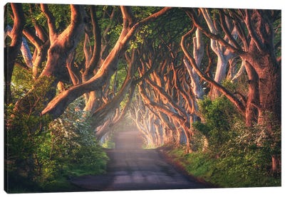 Golden Morning At The Dark Hedges In Northern Ireland Canvas Art Print - United Kingdom