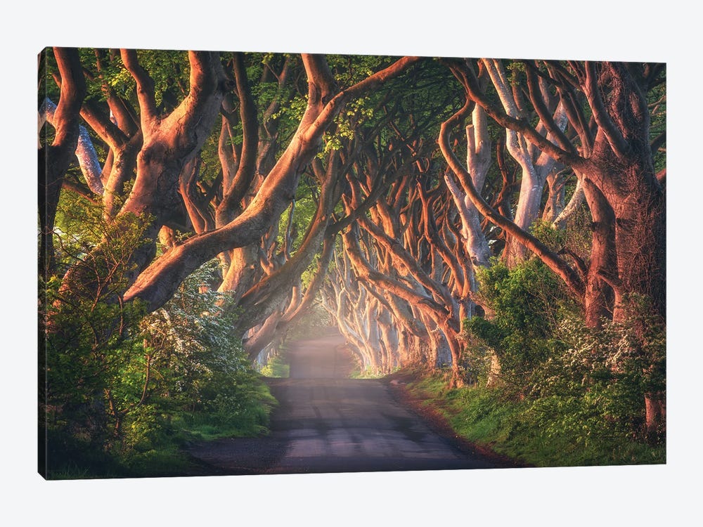 Golden Morning At The Dark Hedges In Northern Ireland by Daniel Gastager 1-piece Canvas Wall Art