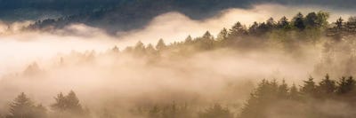 Golden  Fall Morning In The Forest by Daniel Gastager canvas print