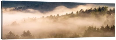 Golden  Fall Morning In The Forest Canvas Art Print - Daniel Gastager