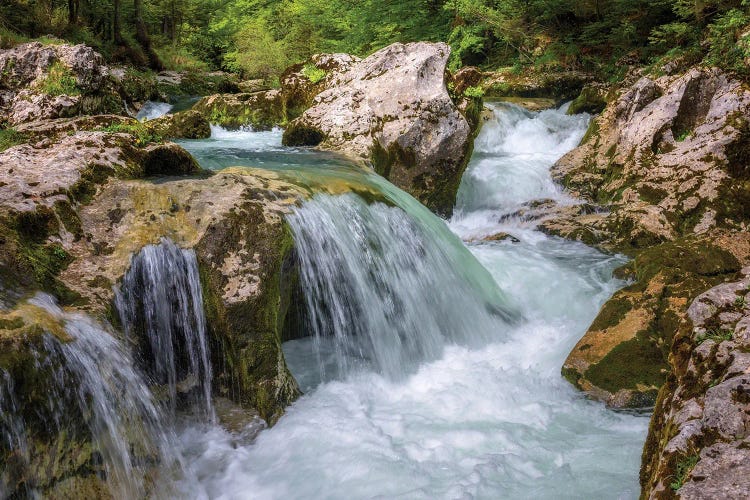 Spring In The Slovenian Forest