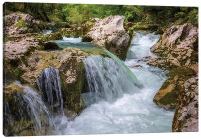Spring In The Slovenian Forest Canvas Art Print - Slovenia