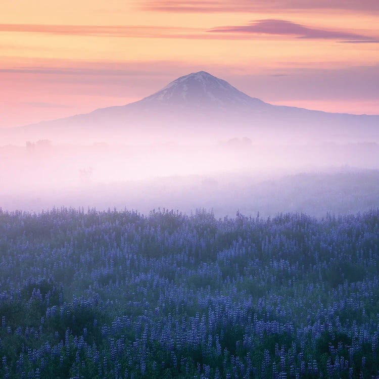 Calm Summer Morning In Iceland