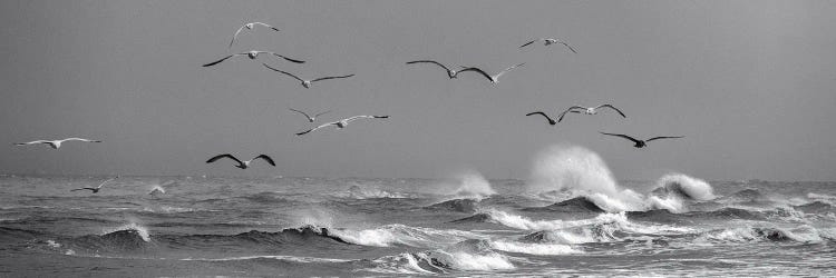 Flying Seagulls Above Dramatic Waves In Denmark