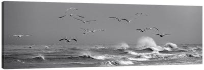 Flying Seagulls Above Dramatic Waves In Denmark Canvas Art Print - Gull & Seagull Art