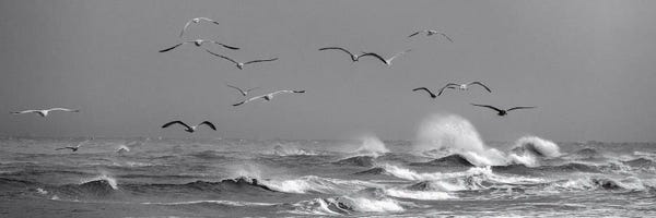 Daniel Gastager: Flying Seagulls Above Dramatic Waves In Denmark by Daniel Gastager