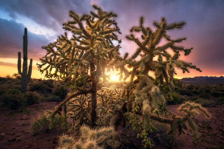 Golden Sunset In The Desert - Arizona