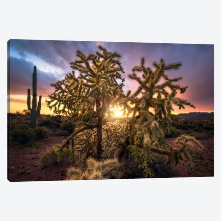 Golden Sunset In The Desert - Arizona Canvas Print #DGG447} by Daniel Gastager Canvas Print