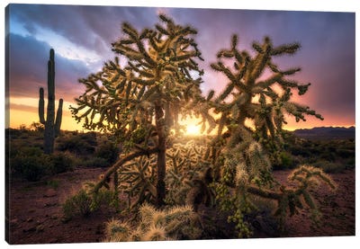 Golden Sunset In The Desert - Arizona Canvas Art Print - Daniel Gastager