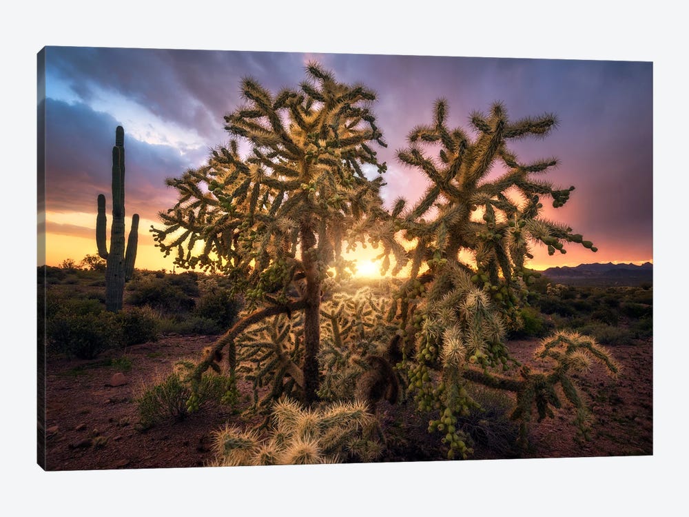Golden Sunset In The Desert - Arizona by Daniel Gastager 1-piece Canvas Artwork