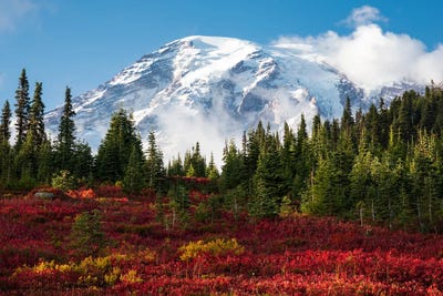 Beautiful Fall Colors At Mount Rainier National Park by Daniel Gastager framed canvas print