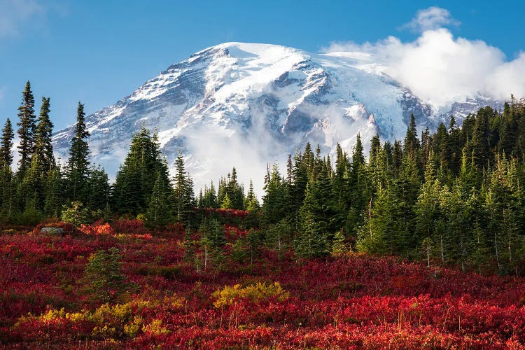 Beautiful Fall Colors At Mount Rainier National Park