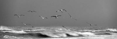 Seaguls Flying At The Wild Coast Of Skagen - Denmark by Daniel Gastager framed canvas print