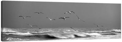 Seaguls Flying At The Wild Coast Of Skagen - Denmark Canvas Art Print - Gull & Seagull Art