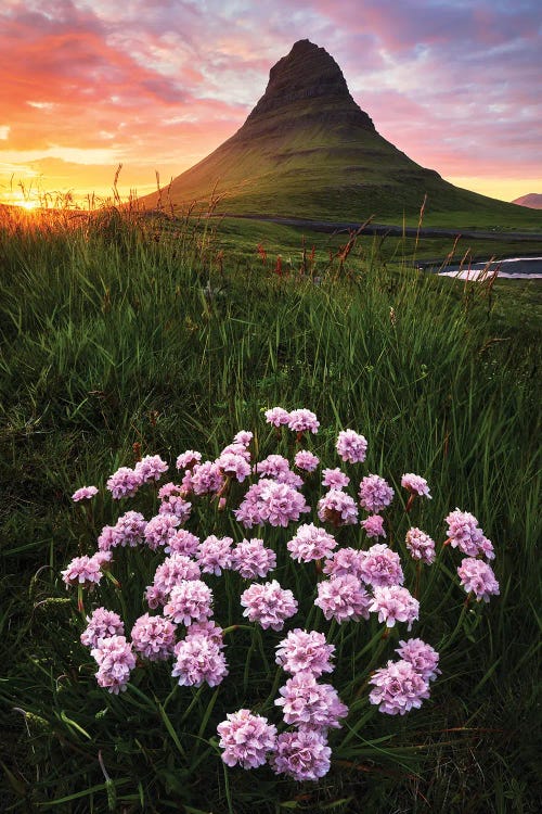 Flowers At Kirkjufell