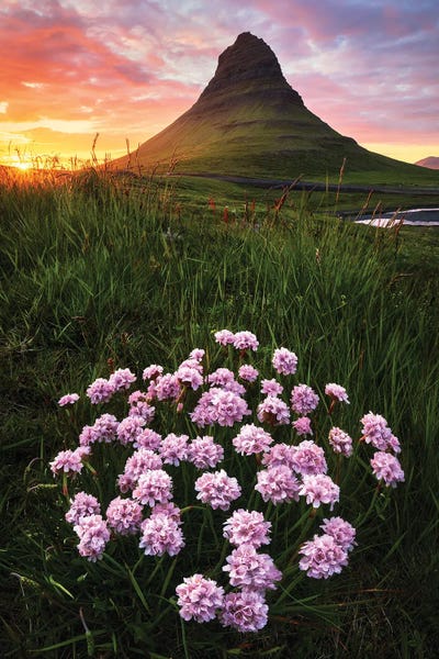 Snaefellsnes: Flowers At Kirkjufell by Daniel Gastager
