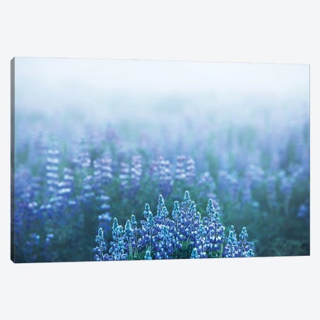 Foggy View In A Lupine Field In Iceland Canvas Print #DGG69} by Daniel Gastager Canvas Art Print