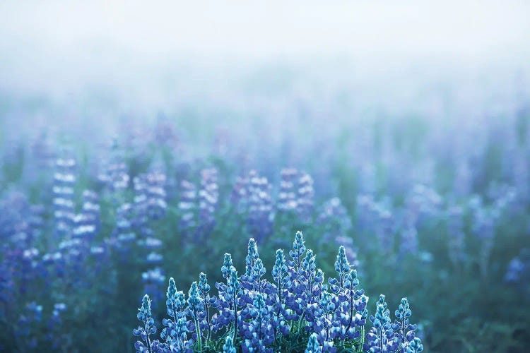 Foggy View In A Lupine Field In Iceland