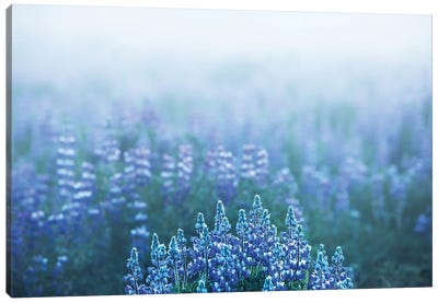 Foggy View In A Lupine Field In Iceland Canvas Art Print - Lupines