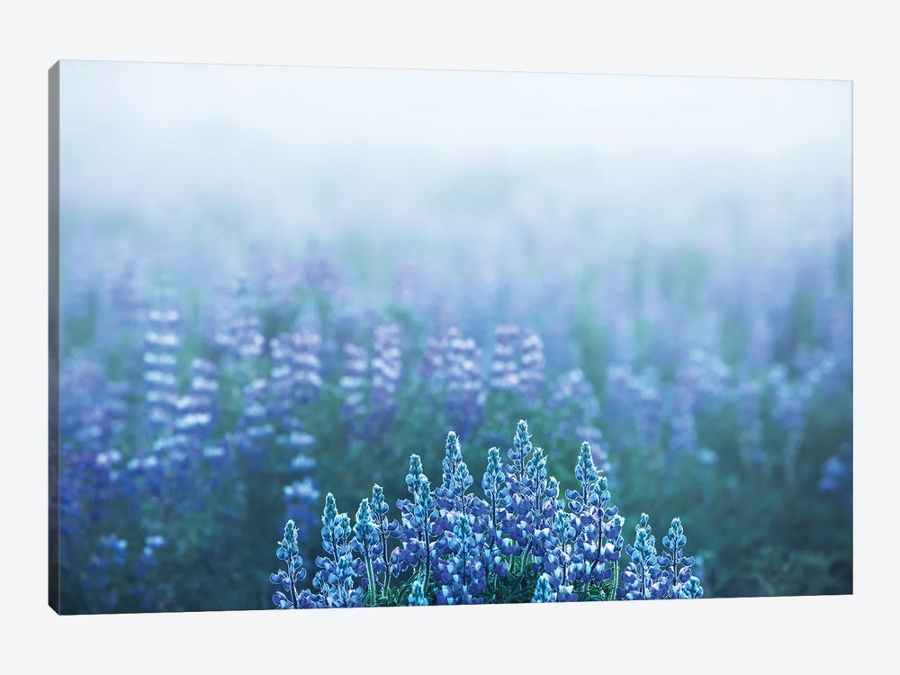 Foggy View In A Lupine Field In Iceland by Daniel Gastager 1-piece Canvas Print