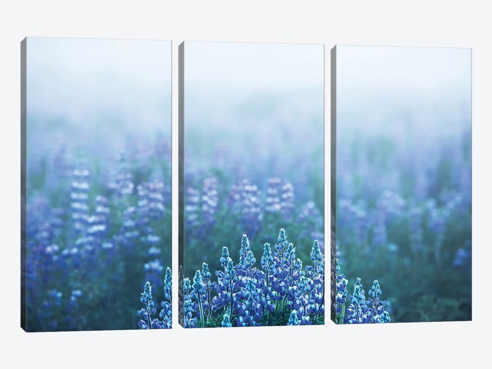 Foggy View In A Lupine Field In Iceland by Daniel Gastager 3-piece Canvas Art Print