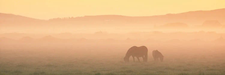 Two Icelandic Horses