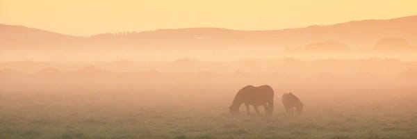 Iceland: Two Icelandic Horses by Daniel Gastager