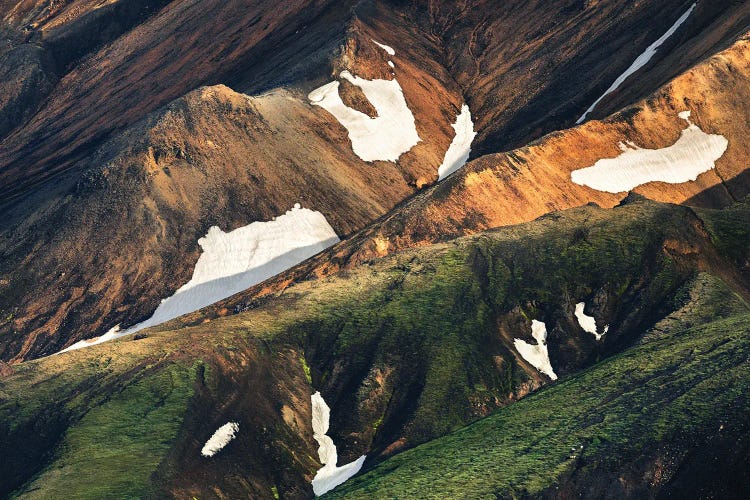 Icelandic Highland Closeup