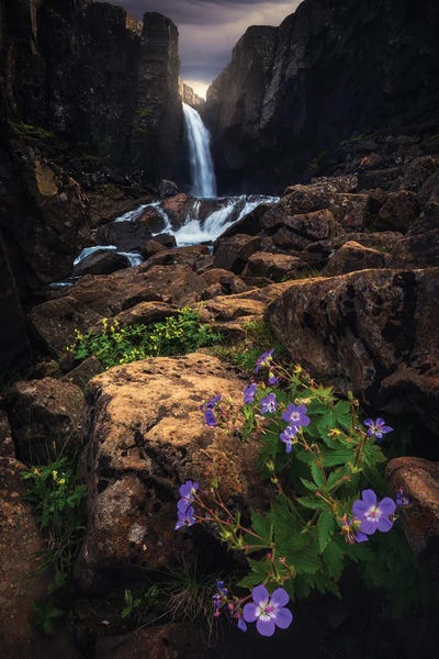 Flowers And Waterfalls In Iceland by Daniel Gastager framed wall art