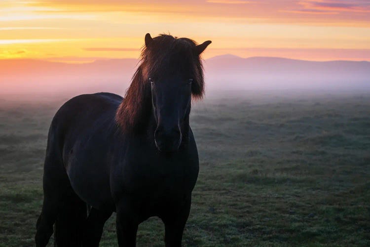 A Black Icelandic Horse And A Glowing Sunrise