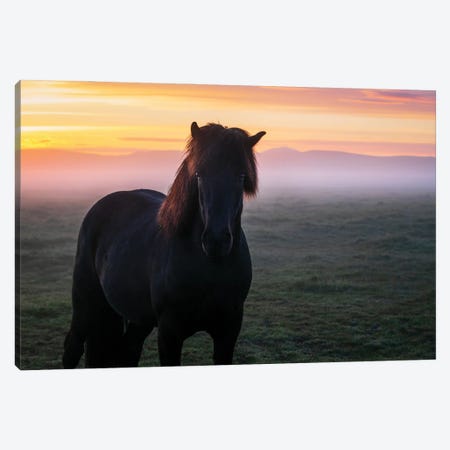 A Black Icelandic Horse And A Glowing Sunrise Canvas Print #DGG82} by Daniel Gastager Canvas Print