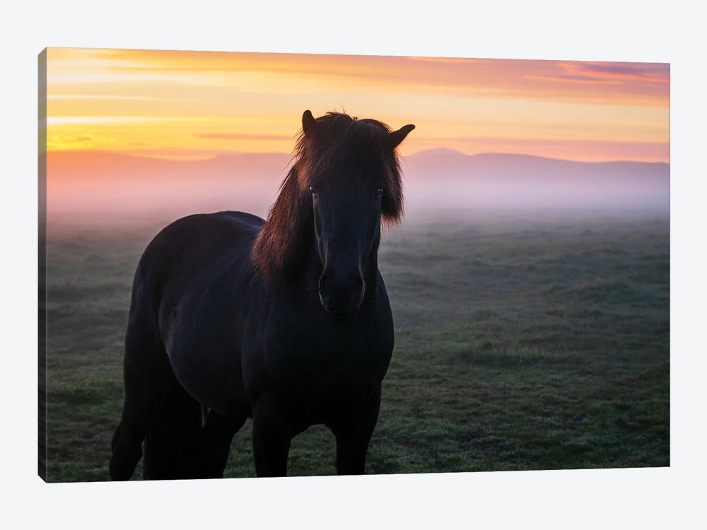 A Black Icelandic Horse And A Glowing Sunrise by Daniel Gastager 1-piece Canvas Artwork