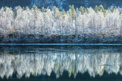 Frozen Treeline In Northern Norway by Daniel Gastager framed wall art