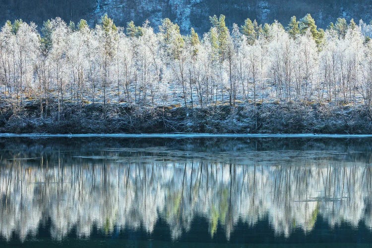 Frozen Treeline In Northern Norway