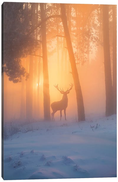 Nature Miracle Canvas Art Print - Golden Hour
