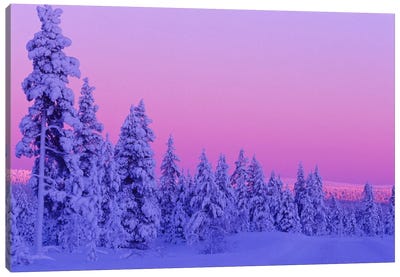 Magical Winter Sunset, Saariselka, Lapland, Finland Canvas Art Print - Finland