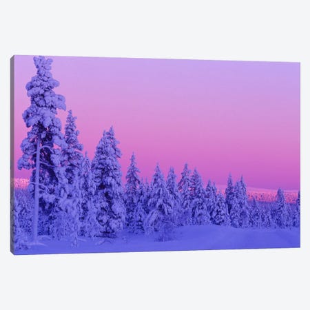 Magical Winter Sunset, Saariselka, Lapland, Finland Canvas Print #DGI1} by Daisy Gilardini Canvas Art
