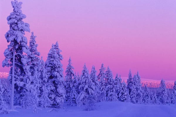 Evergreen Trees: Magical Winter Sunset, Saariselka, Lapland, Finland by Daisy Gilardini