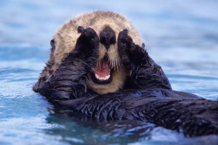 A Jovial Sea Otter, Alaska, USA