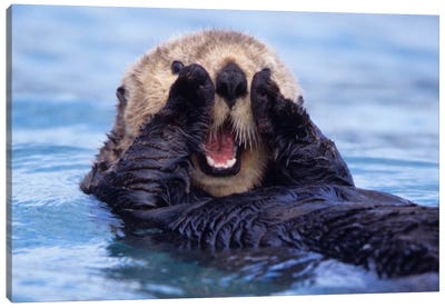 A Jovial Sea Otter, Alaska, USA Canvas Art Print - Otter Art