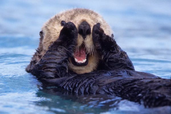 Photogenic Animals: A Jovial Sea Otter, Alaska, USA by Daisy Gilardini