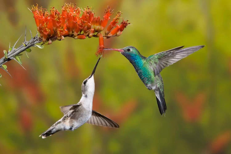 Broad-Billed And Black-Chinned Hummingbirds Sharing An Ocotillo (Jacob's Staff) Bloom, Sonoran Desert, Arizona, USA
