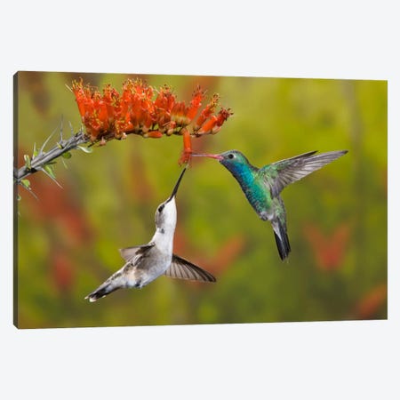 Broad-Billed And Black-Chinned Hummingbirds Sharing An Ocotillo (Jacob's Staff) Bloom, Sonoran Desert, Arizona, USA Canvas Print #DGR1} by Don Grall Canvas Artwork