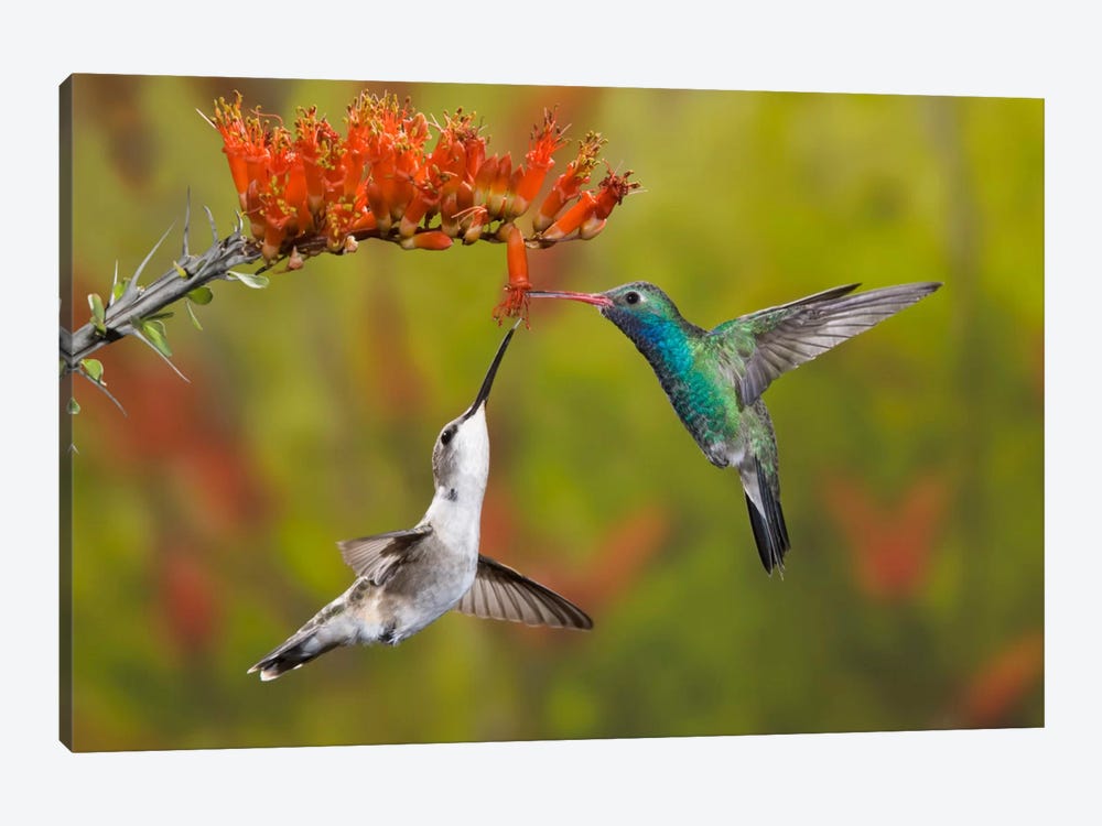 Broad-Billed And Black-Chinned Hummingbirds Sharing An Ocotillo (Jacob's Staff) Bloom, Sonoran Desert, Arizona, USA by Don Grall 1-piece Canvas Print