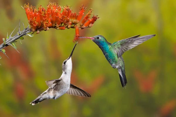 Broad-Billed And Black-Chinned Hummingbirds Sharing An Ocotillo (Jacob's Staff) Bloom, Sonoran Desert, Arizona, USA