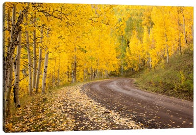 Autumn Landscape, Owl Creek Pass, Uncompahgre National Forest, Colorado, USA Canvas Art Print - Aspen and Birch Trees
