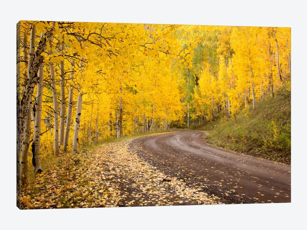 Autumn Landscape, Owl Creek Pass, Uncompahgre National Forest, Colorado, USA 1-piece Art Print