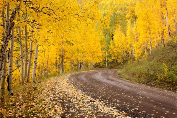 Autumn Landscape, Owl Creek Pass, Uncompahgre National Forest, Colorado, USA